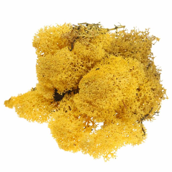 musgo amarillo