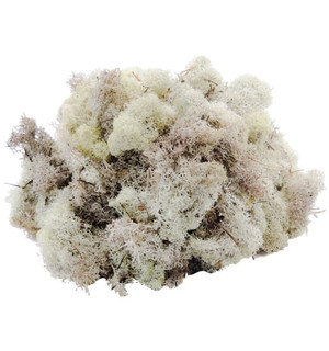 musgo blanco