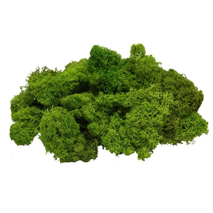musgo-nat-verde-primavera-25g