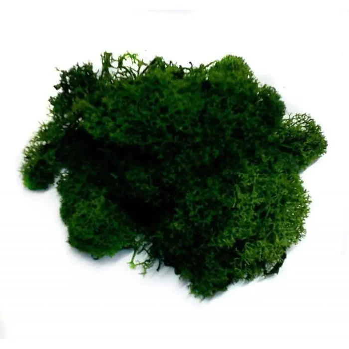 musgo-verde-oscuro