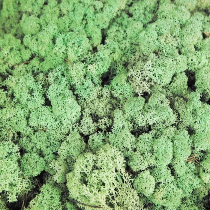 verde menta